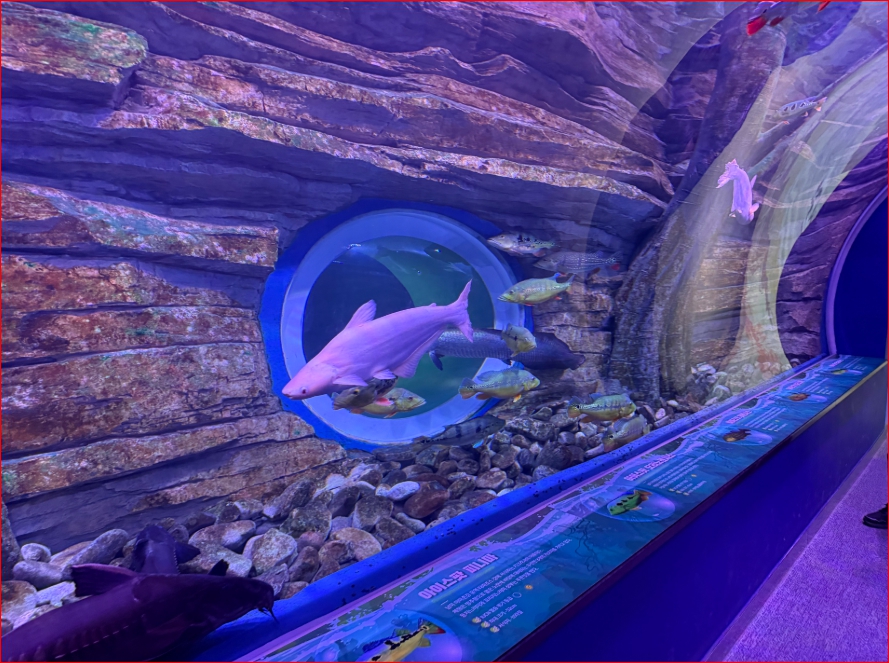 Underwater tunnel at Chungju Aquarium