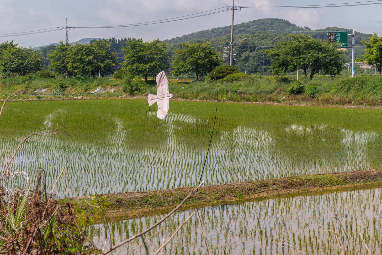 Rice paddies on Ganghwa Island